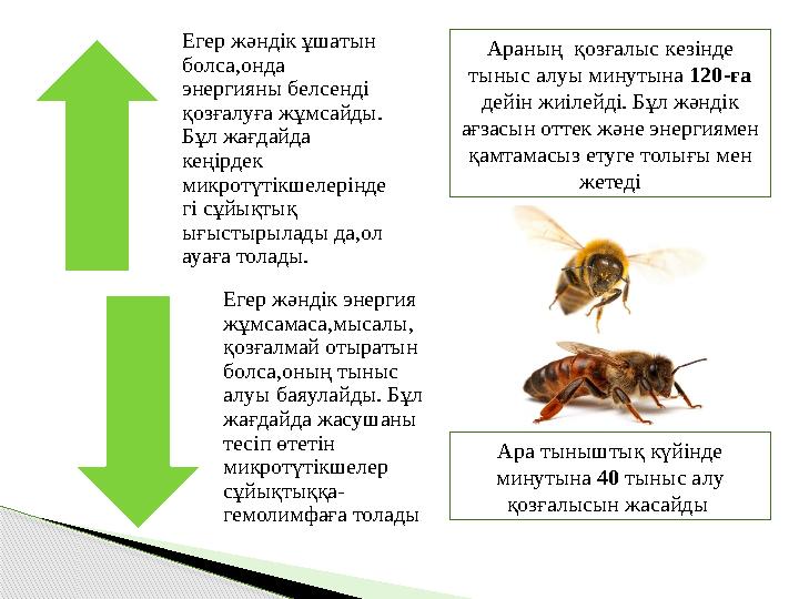 Егер жәндік ұшатын болса,онда энергияны белсенді қозғалуға жұмсайды. Бұл жағдайда кеңірдек микротүтікшелерінде гі сұйықтық