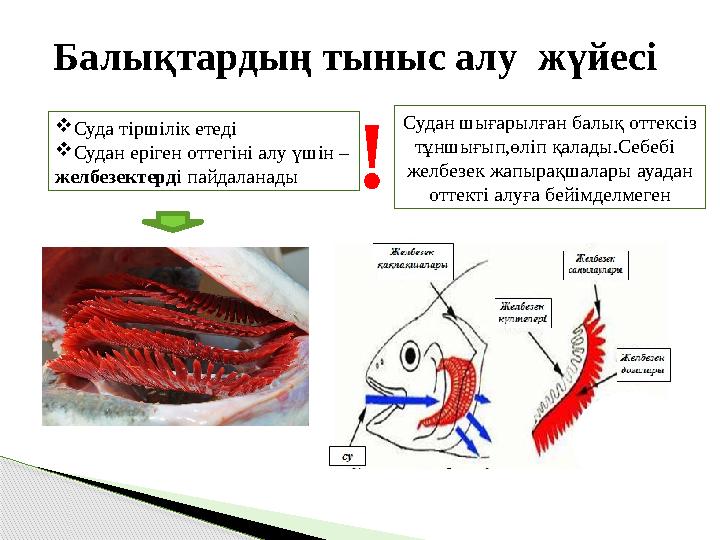 Балықтардың тыныс алу жүйесі  Суда тіршілік етеді  Судан еріген оттегіні алу үшін – желбезектерд і пайдаланады Судан шығарылғ