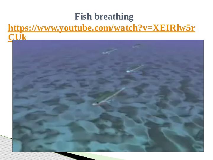 Fish breathing https://www.youtube.com/watch?v=XEIRlw5r CUk