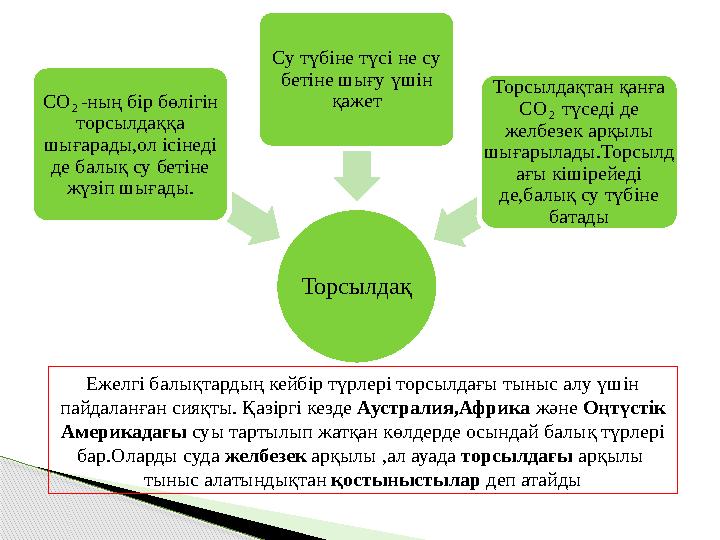 ТорсылдақСО₂-ның бір бөлігін торсылдаққа шығарады,ол ісінеді де балық су бетіне жүзіп шығады. Су түбіне түсі не су бетіне ш