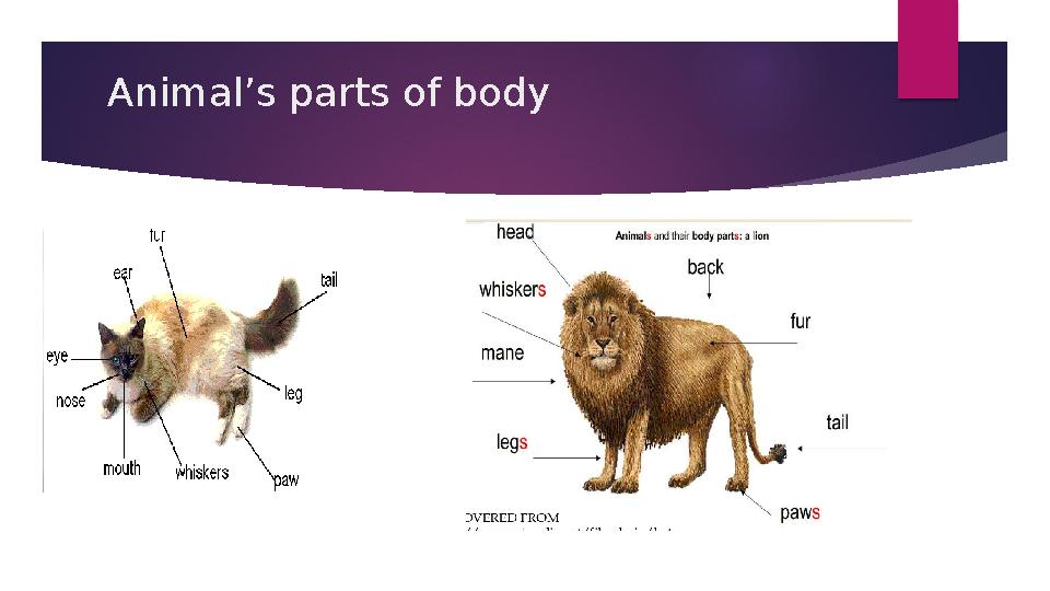 Animal’s parts of body
