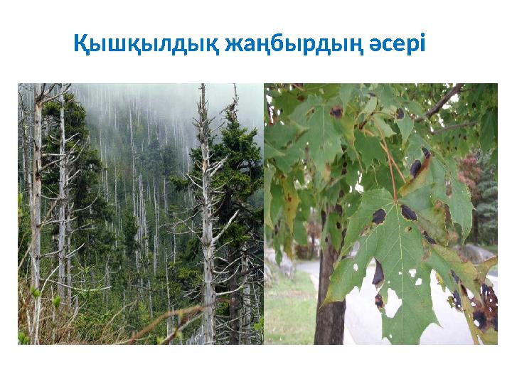 Қышқылдық жаңбырдың әсері