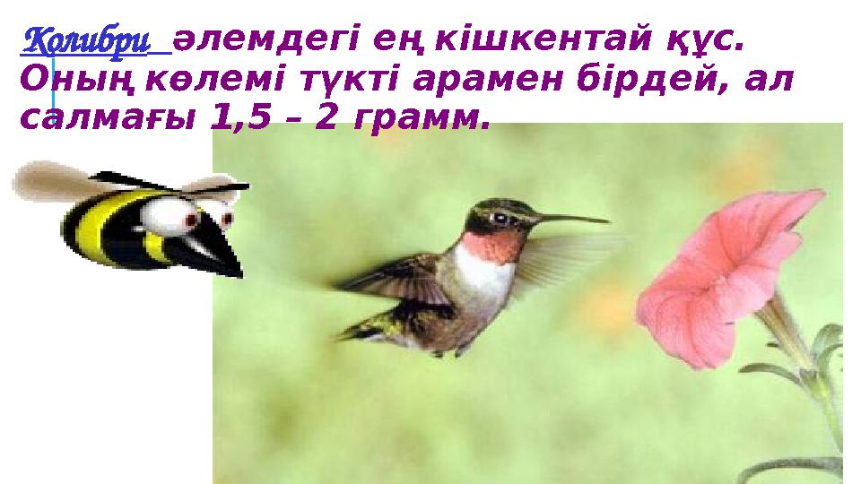 Колибри әлемдегі ең кішкентай құс. Оның көлемі түкті арамен бірдей, ал салмағы 1,5 – 2 грамм.