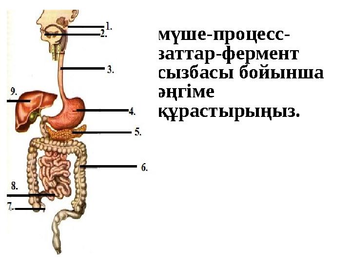 мүше-процесс- заттар-фермент сызбасы бойынша әңгіме құрастырыңыз.
