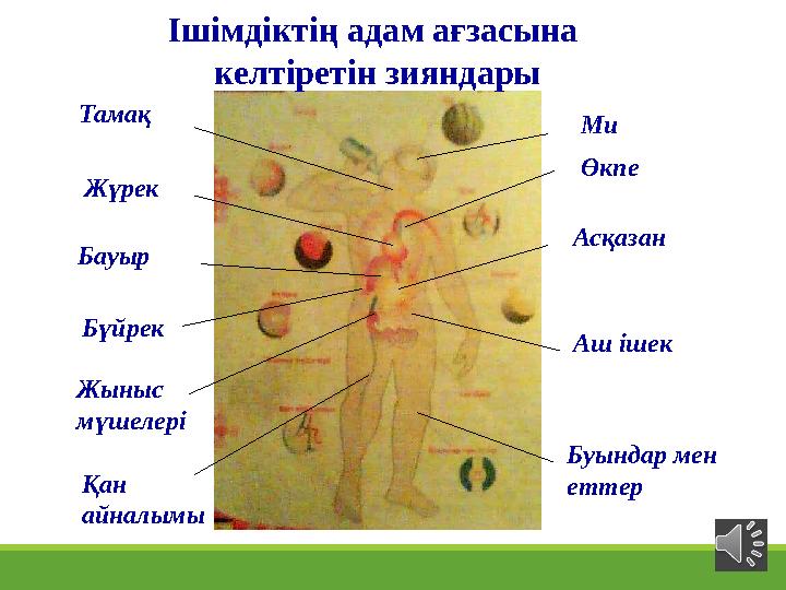 Ми Өкпе Асқазан Аш ішек Буындар мен еттерТамақ Жүрек Бауыр Бүйрек Жыныс мүшелері Қан айналымы Ішімдіктің адам ағзасына келті