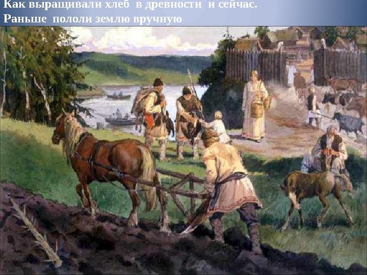 Как выращивали хлеб в древности и сейчас. Раньше пололи землю вручную