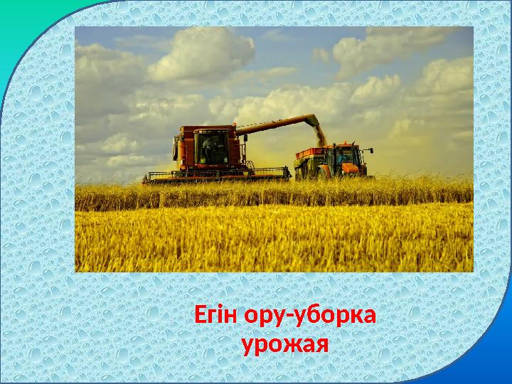 Егін ору-уборка урожая
