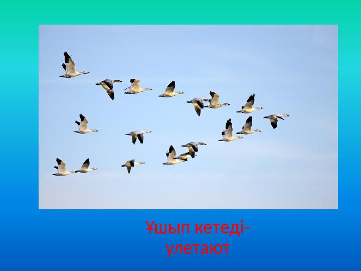 Ұшып кетеді- улетают