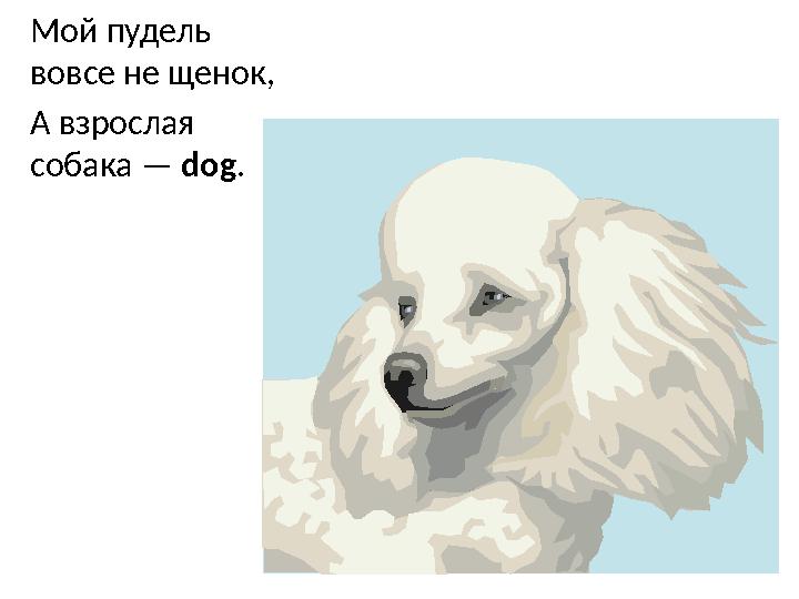 Мой пудель вовсе не щенок, А взрослая собака — dog .