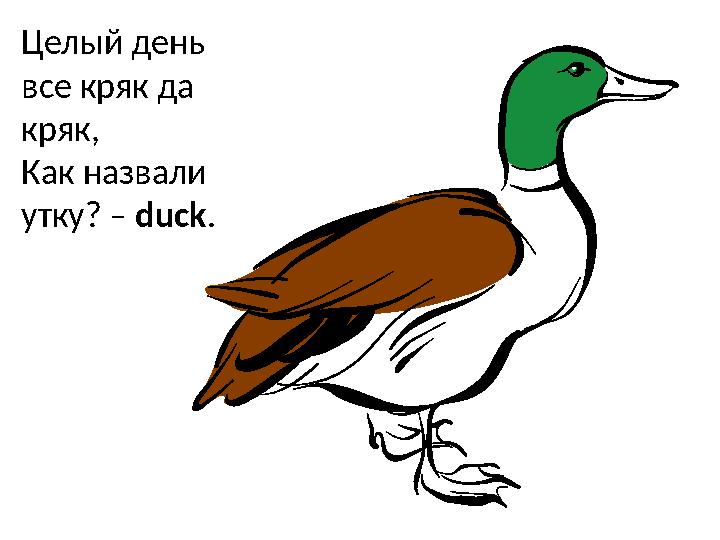 Целый день все кряк да кряк, Как назвали утку? – duck .