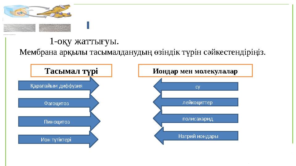 1-оқу жаттығуы. Мембрана арқылы тасымалданудың өзіндік түрін сәйкестендіріңіз. Тасымал түрі Иондар мен молекулала