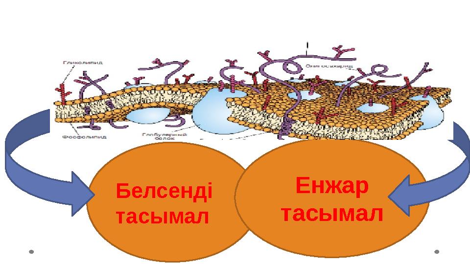 Белсенді тасымал Енжар тасымал