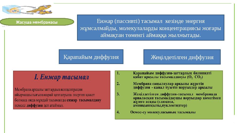 Жасуша мембранасы Енжар (пассивті) тасымал кезінде энергия жұмсалмайды, молекулаларды концентрациясы жоғары аймақтан төменгі