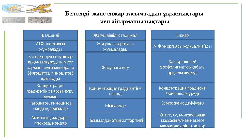 Белсенді және енжар тасымалдың ұқсастықтары мен айырмашылықтары Белсенді Жасушаішілік тасымал Енжар АТФ энергиясы жұмсалады Ж