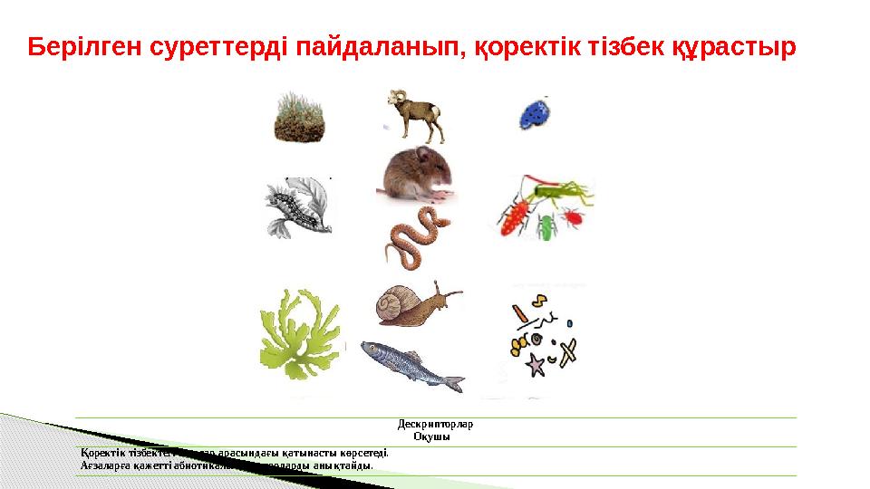 Берілген суреттерді пайдаланып, қоректік тізбек құрастыр Дескрипторлар Оқушы Қоректік тізбектегі ағзалар арасындағы қатынасты к