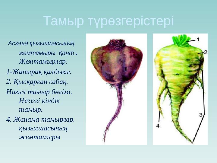 Тамыр түрөзгерістері Асхана қызылшасының жемтамыры Қант . Жемтамырлар. 1-Жапырақ қалдығы. 2. Қысқарған сабақ. Нағыз там
