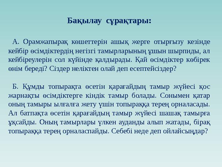 Бақылау сұрақтары: А. Орамжапырақ көшеттерін ашық жерге отырғызу кезінде кейбір өсімдіктердің негізгі тамырларының ұшы