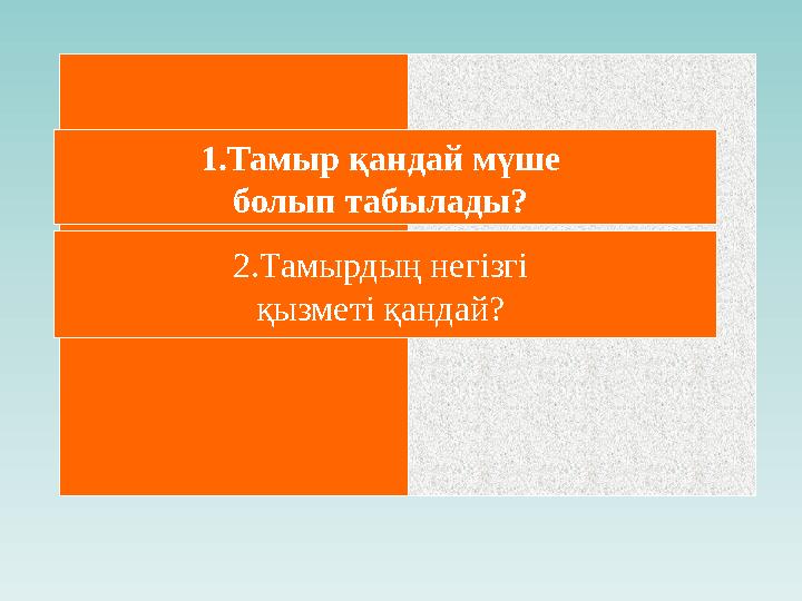 Вынницаның жезөкшелерінің суреттері