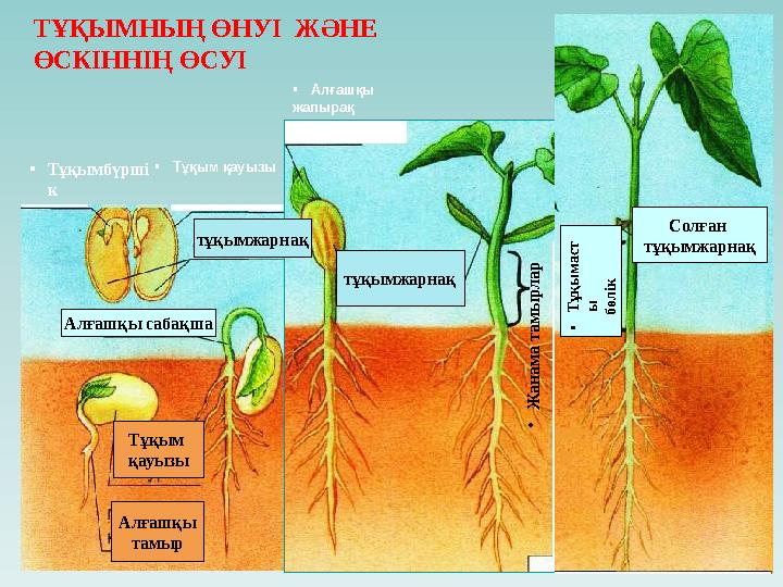 ТҰҚЫМНЫҢ ӨНУІ ЖӘНЕ ӨСКІННІҢ ӨСУІ тұқымжарнақ• Тұқым қауызы • Тұқымбүрші к Тұқым қауызы Алғашқы тамыр тұқымжарнақ• Ж анам а та