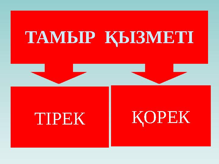 ҚОРЕК ТІРЕКТАМЫР ҚЫЗМЕТІ