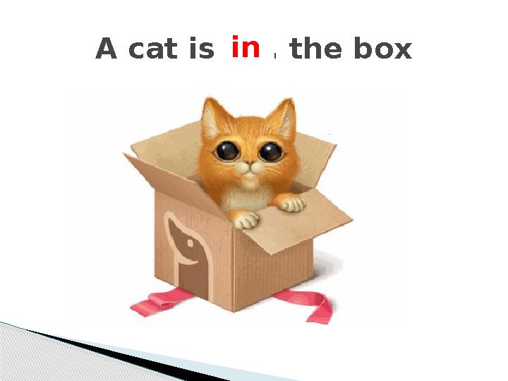 A cat is . . . the boxin