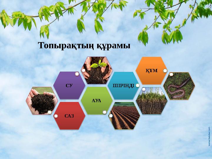 САЗ АУАСУ ШІРІНДІ ҚҰМТопырақтың құрамы