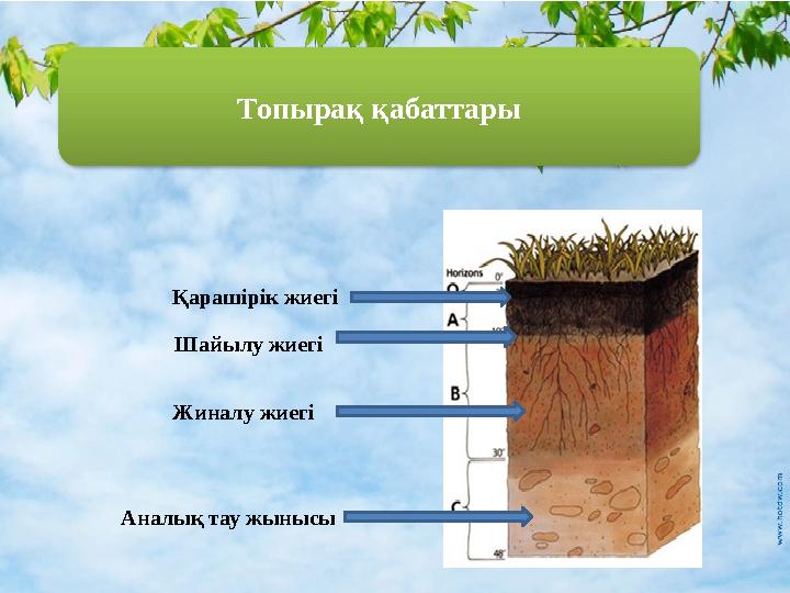 Топырақ қабаттары Қарашірік жиегі Шайылу жиегі Жиналу жиегі Аналық тау жынысы