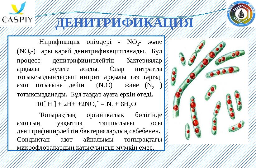 ДЕНИТРИФИКАЦИЯ Нирификация өнімдері - NO 3 - және (NO 2 -) ары қарай денитрификацияланады. Бұл процесс денитрифи