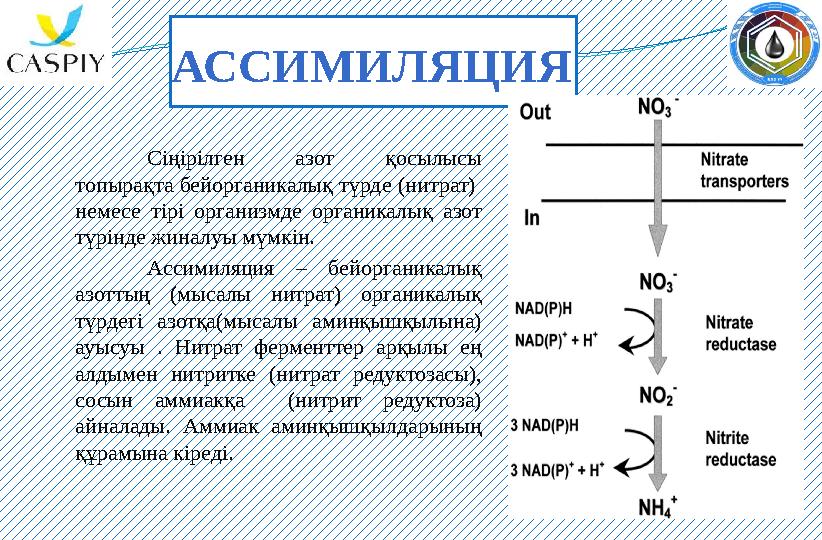 АССИМИЛЯЦИЯ Сіңірілген азот қосылысы топырақта бейорганикалық түрде (нитрат) немесе тірі организмде органикалық азот