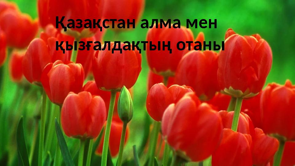 Қазақстан алма мен қызғалдақтың отаны