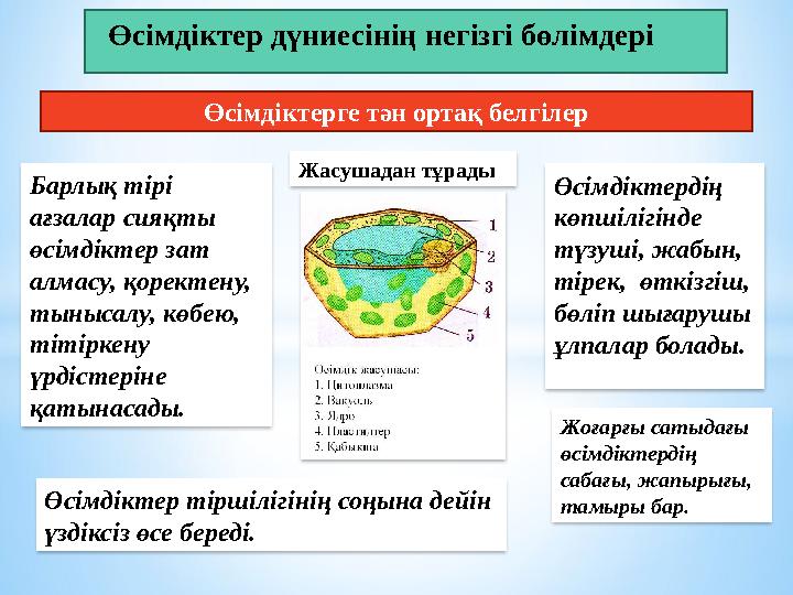 Стрип-клуб жалаңаш