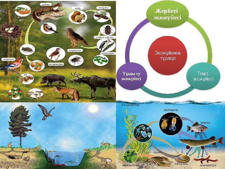Порнодағы банан