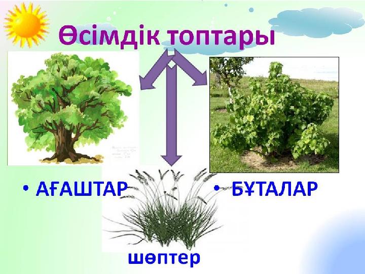 Өсімдіктер тобы