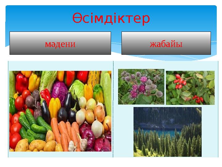 Өсімдіктер мәдени жабайы