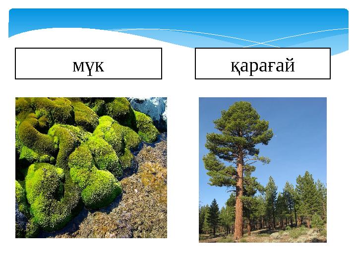 мүк қарағай