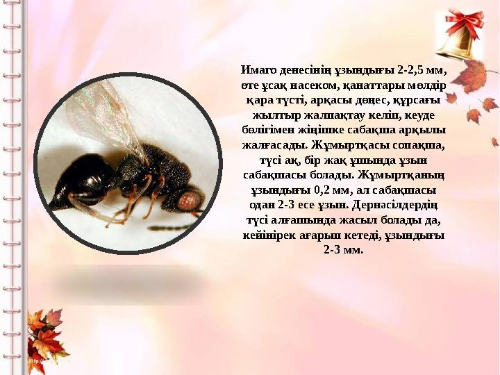 Имаго денесінің ұзындығы 2-2,5 мм, өте ұсақ насеком, қанаттары мөлдір қара түсті, арқасы дөңес, құрсағы жылтыр жалпақтау келі