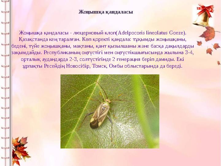 Жоңышқа қандаласы Жоңышқа қандаласы - люцерновый клоп( Adelpocoris lineolatus Goeze). Қазақстанда кең таралған. Көп қоректі қан