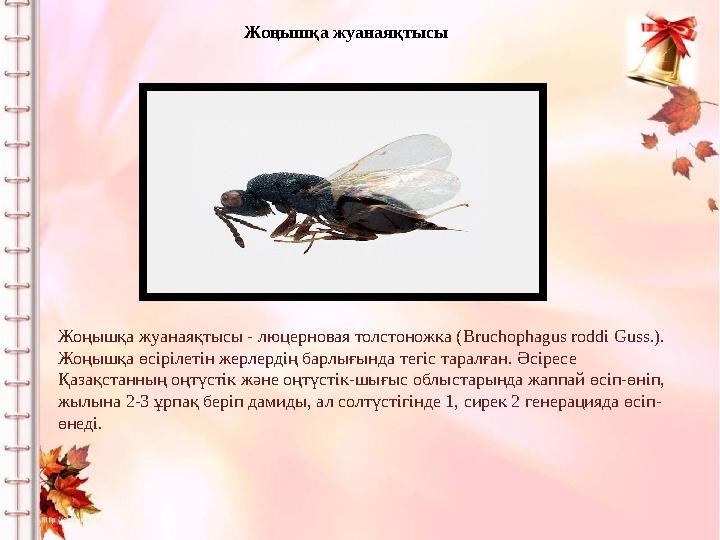 Жоңышқа жуанаяқтысы Жоңышқа жуанаяқтысы - люцерновая толстоножка ( Bruchophagus roddi Guss.). Жоңышқа өсірілетін жерлердің барл