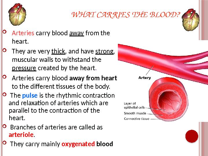 WHAT CAR RIES THE BLOOD?  Arteries carry blood away from the heart.  They are very thick , and have strong , muscular w