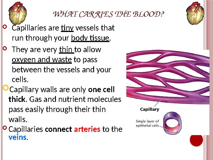 WHAT CAR RIES THE BLOOD?  Capillaries are tiny vessels that run through your body tissue .  They are very thin to allow