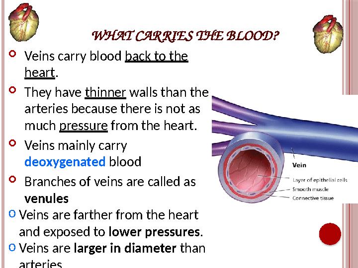 WHAT CAR RIES THE BLOOD?  Veins carry blood back to the heart .  They have thinner walls than the arteries because there