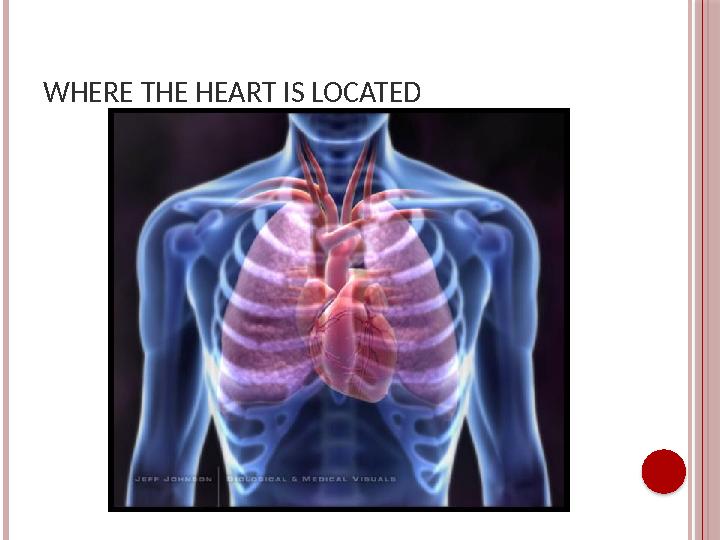 WHERE THE HEART IS LOCATED