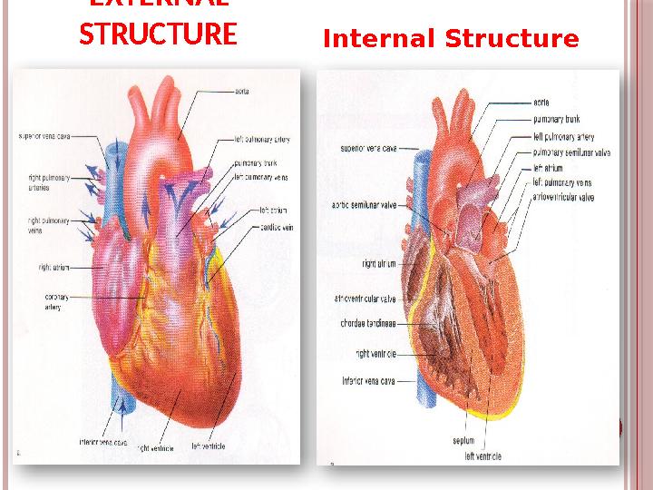 EXTERNAL STRUCTURE Internal Structure