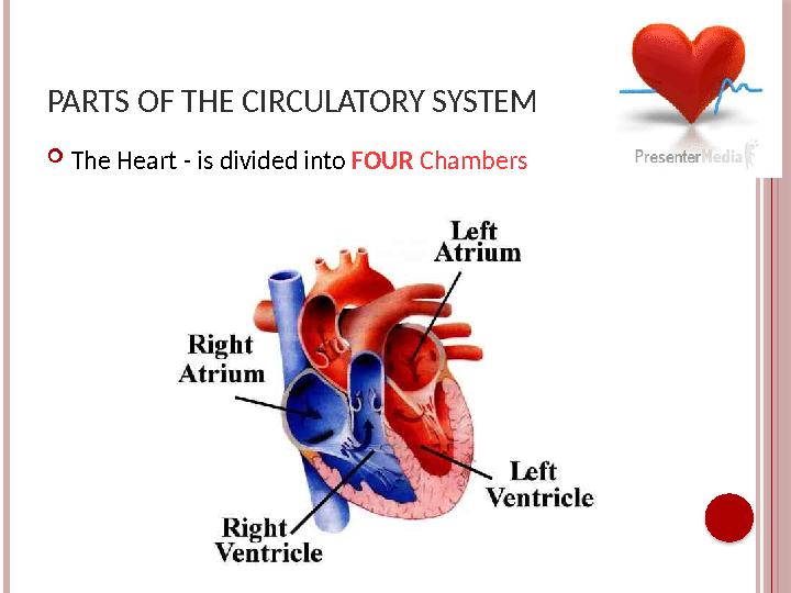 PARTS OF THE CIRCULATORY SYSTEM  The Heart - is divided into FOUR Chambers