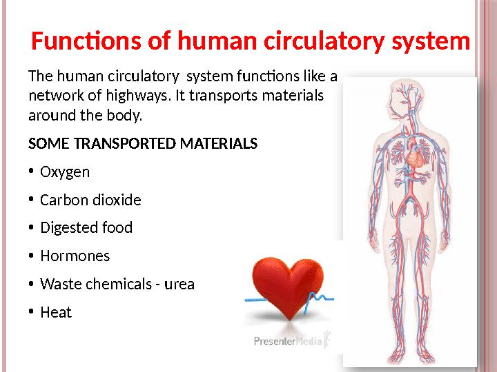 The human circulatory system functions like a network of highways. It transports materials around the body. SOME TRANSPORTED