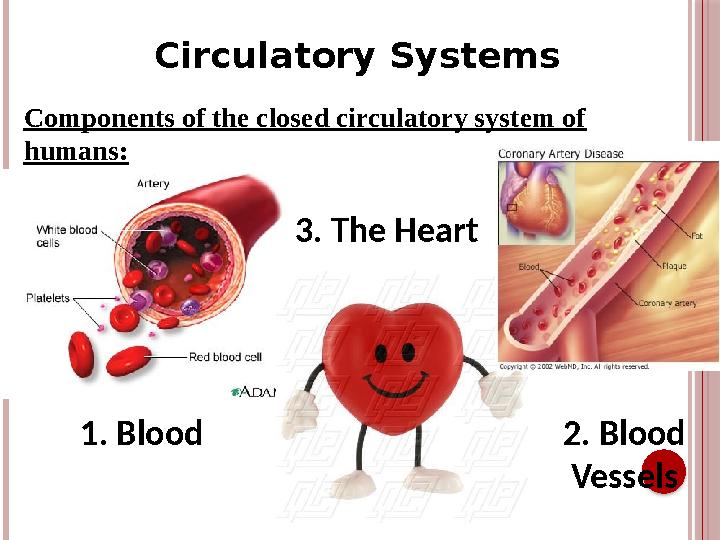 Circulatory Systems Components of the closed circulatory system of humans: 1. Blood 3. The Heart 2. Blood Vessels