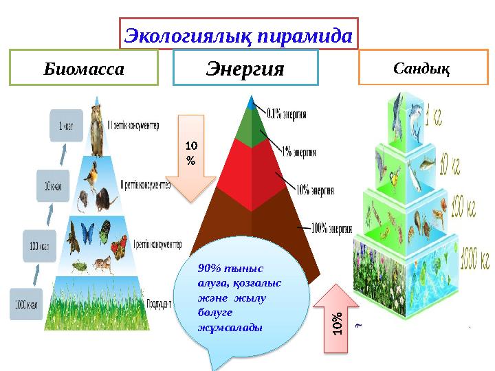 Экологиялық пирамида Биомасса Энергия Сандық 10 %1 0 % 90% тыныс алуға, қозғалыс және жылу бөлуге жұмсалады
