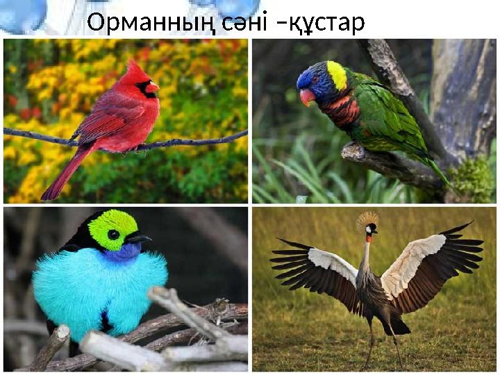 Орманның сәні –құстар