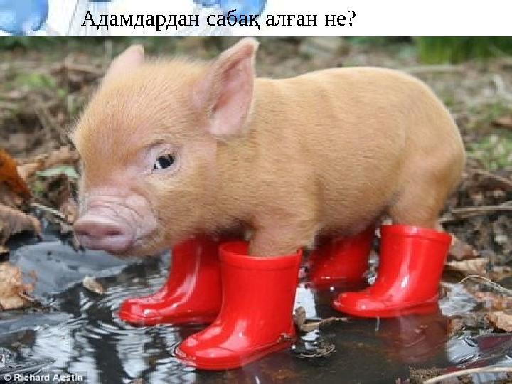 Адамдардан сабақ алған не?