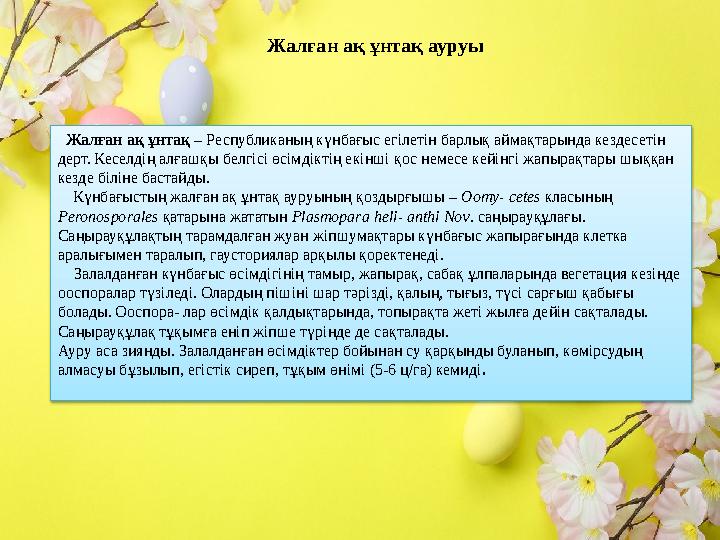 Жалған ақ ұнтақ ауруы Жалған ақ ұнтақ – Республиканың күнбағыс егілетін барлық аймақтарында кездесетін дерт. Кеселдің алғаш